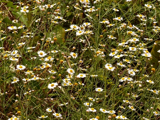 {Boltonia asteroides}